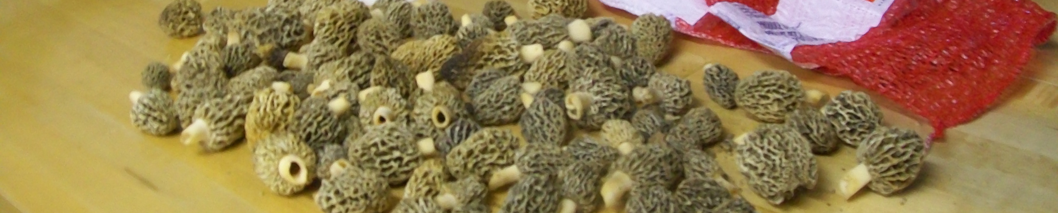 Mushrooms